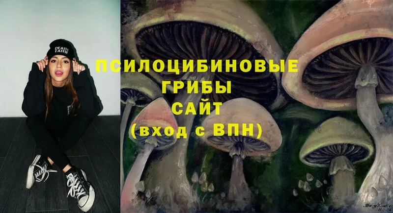 shop наркотические препараты  Тара  Псилоцибиновые грибы Psilocybe 